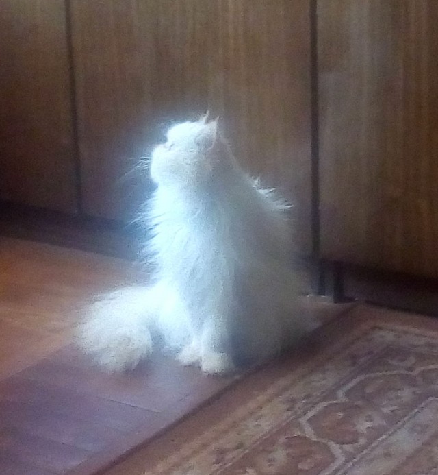 Мои личные котейки к котовторнику!