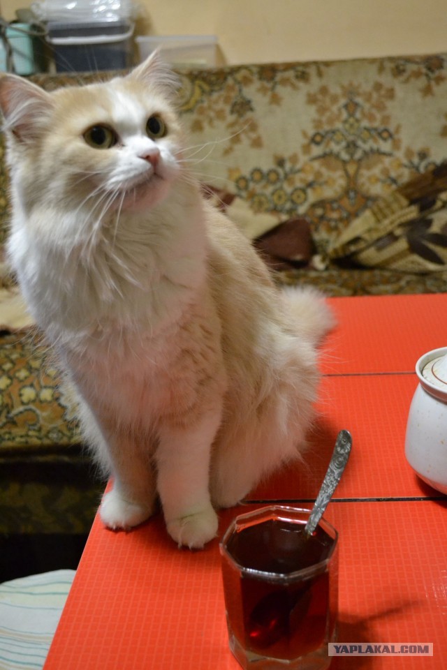 Всемирный день кошек