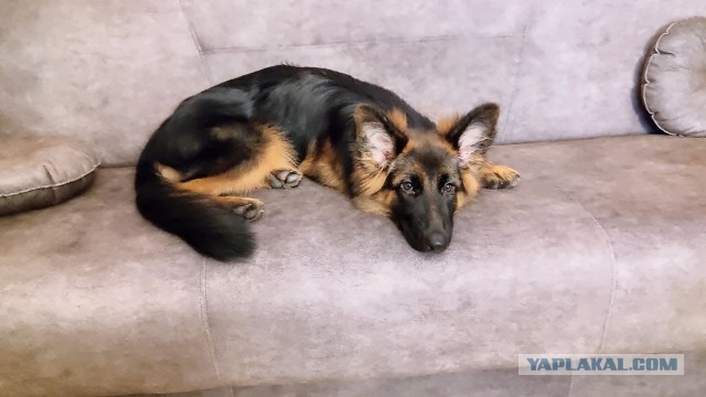 Когда то я была меньше кота, а теперь мы друзья