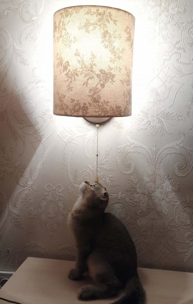 Котовторник