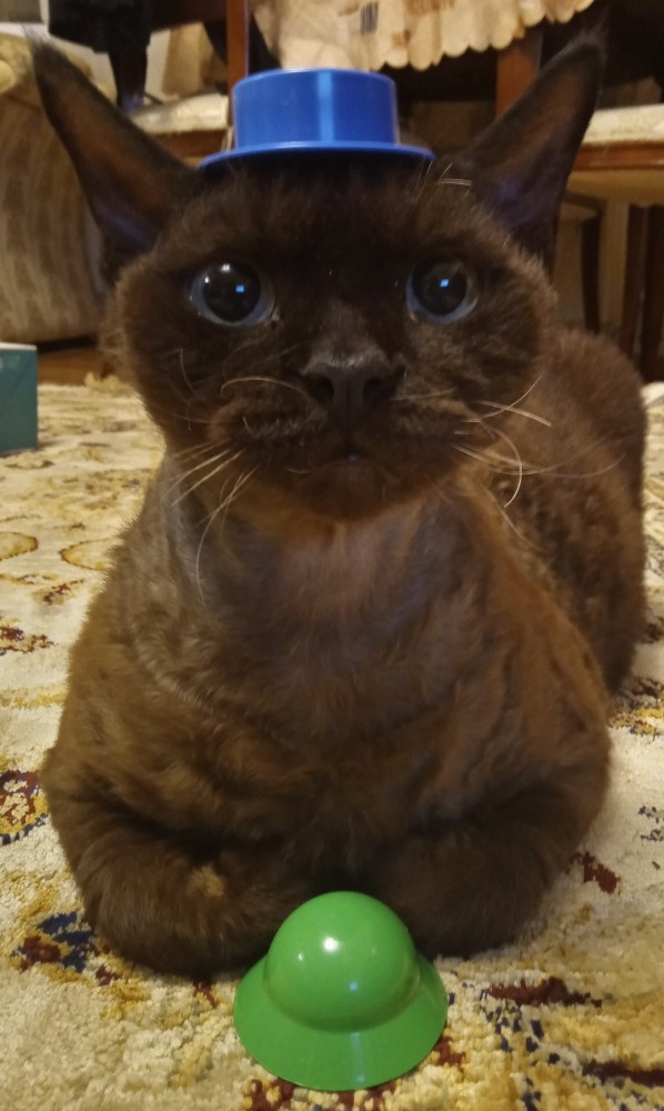 Мой кот, прошу любить и жаловать