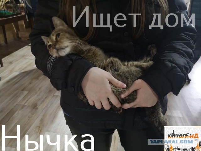 Жизнь домашнего приюта "Котоленд" 308