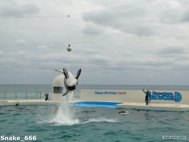 SeaworlD  Япония