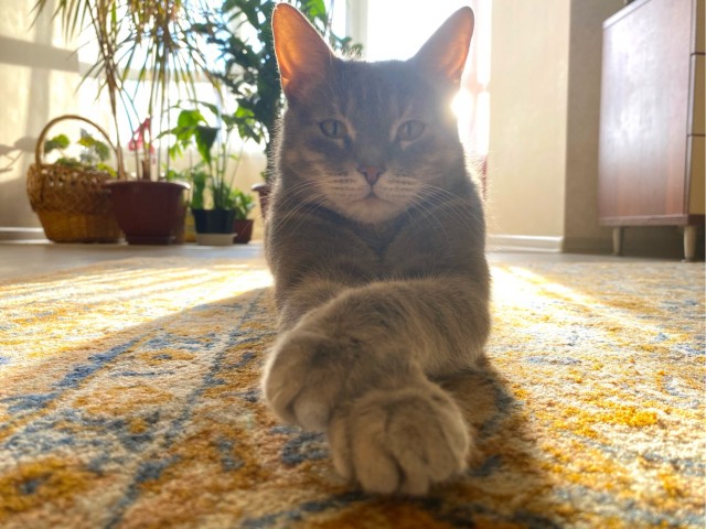 Ну, поехали в котоввторник!