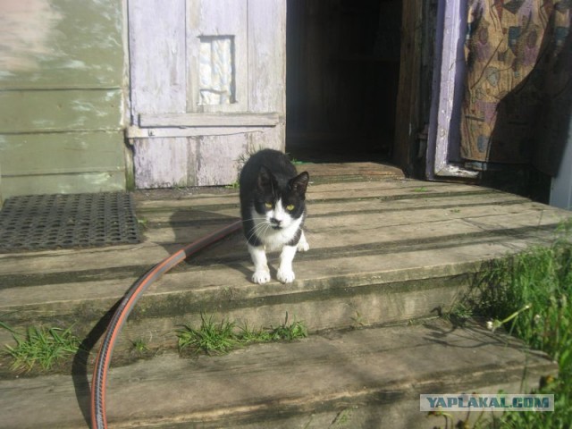 Жизнь домашнего приюта для котеек 396