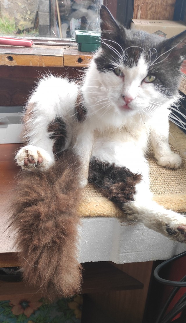 Спасение кота