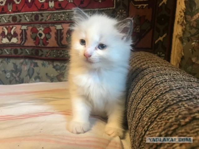 Без кота жизнь не та