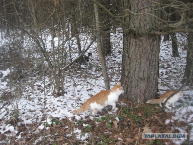 Жизнь домашнего приюта для котеек 423