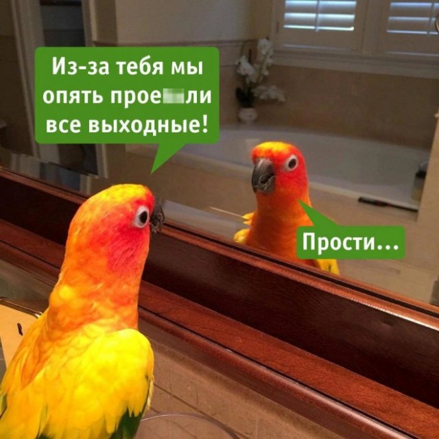 Картинки и мемы, всем хороших выходных