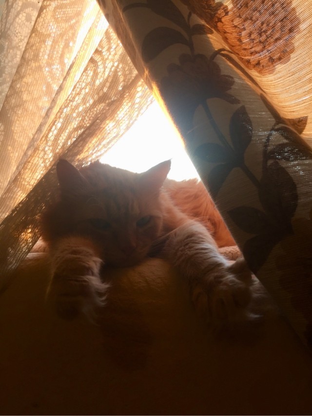Журнал успешных котов
