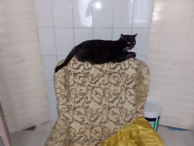История одного котенка