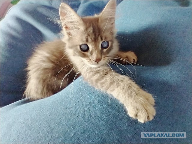 Котовторник. Немного сицилийских котов.