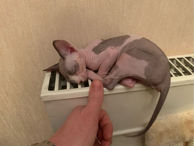 К - Котовторник ☺ Пополнение