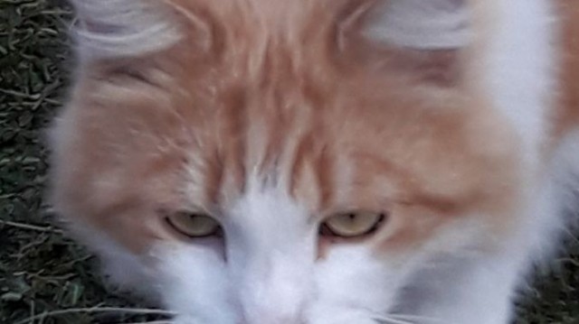 Спасение котенка