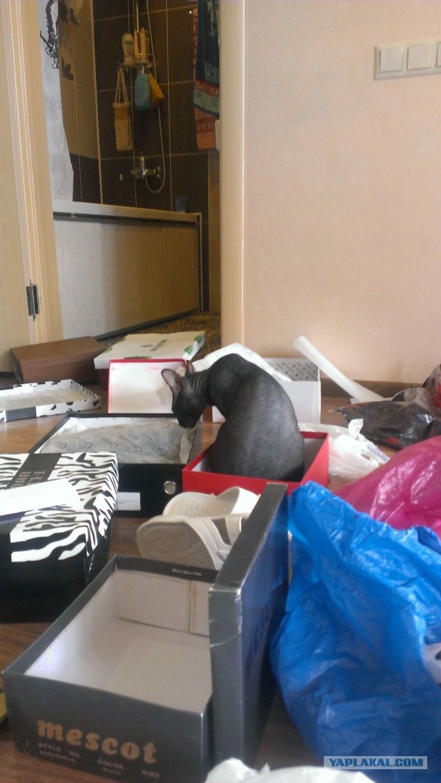 Котовторник  07.05.2013