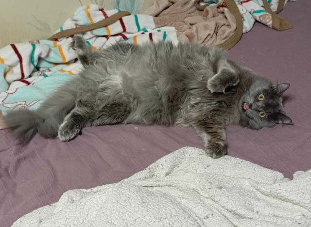 Толстые коты