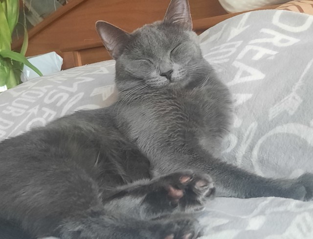 Всех с котовторником
