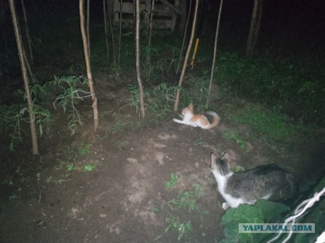 Жизнь домашнего приюта для котеек 498