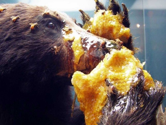 Гималайская медоносная пчела семейства Apis Dorsata одна из крупнейших в мире