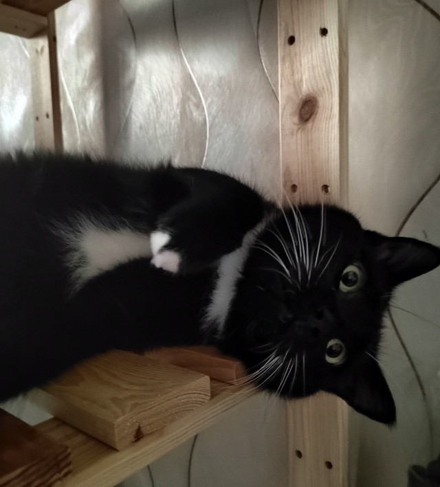Котовторник 05/11/2024