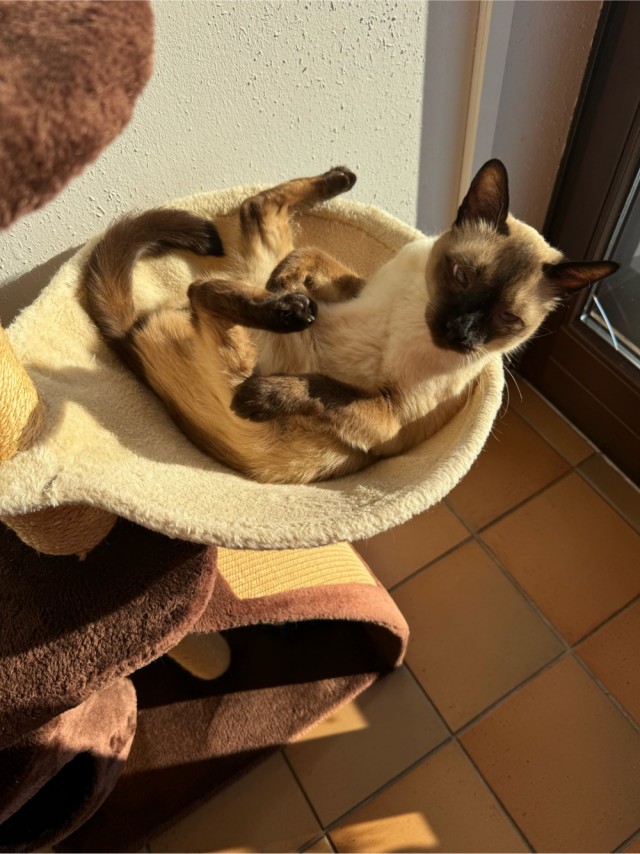 Котовторник 05/11/2024