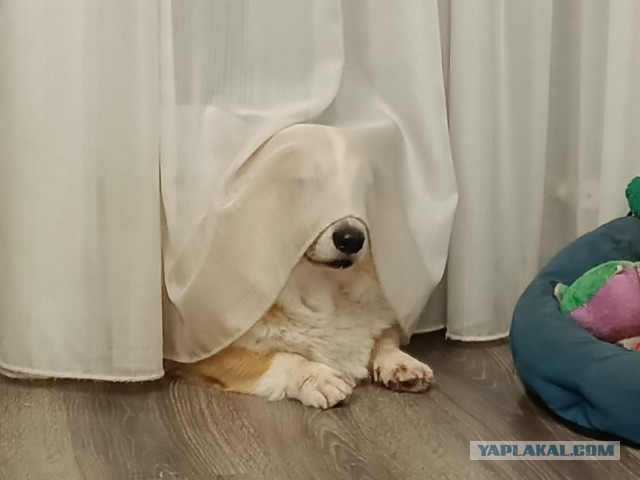 Буч к СобакоЧетвергу