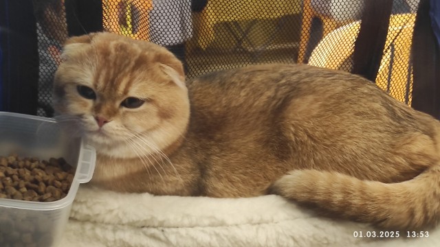 1 марта - день котов и кошек