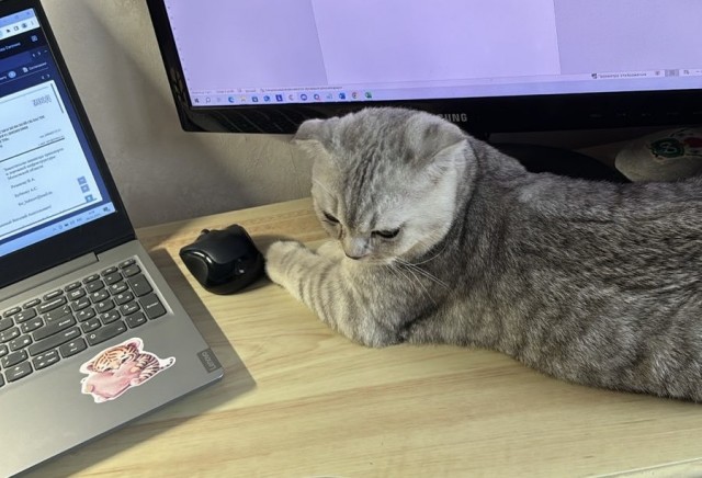 Мой кот