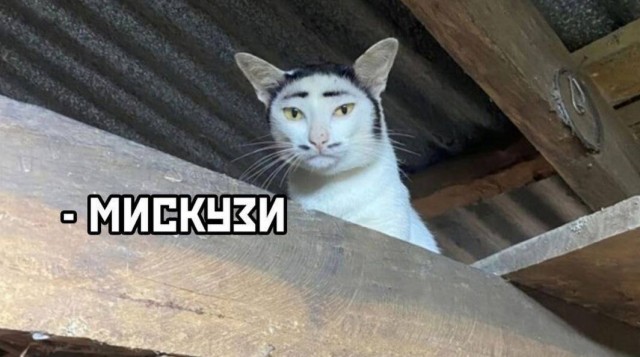 К котовторнику: подборка картинок-баянов с котиками и про котиков. Выпуск 9