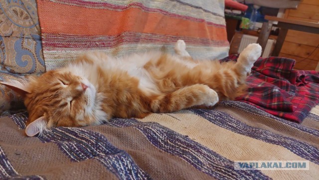 Спящих котеек тред