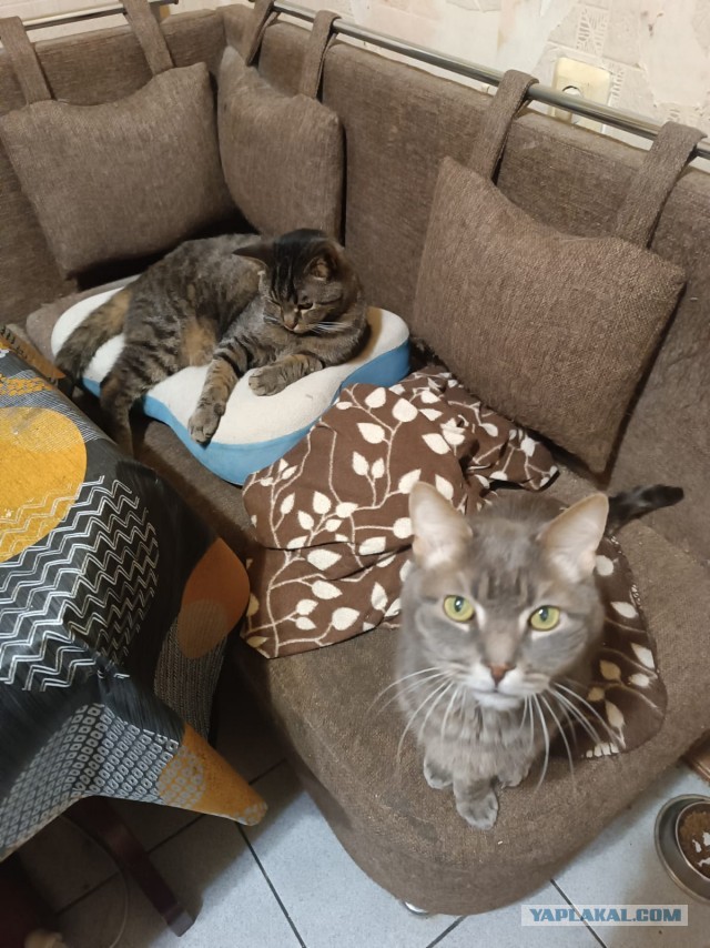 Котэ в возрасте