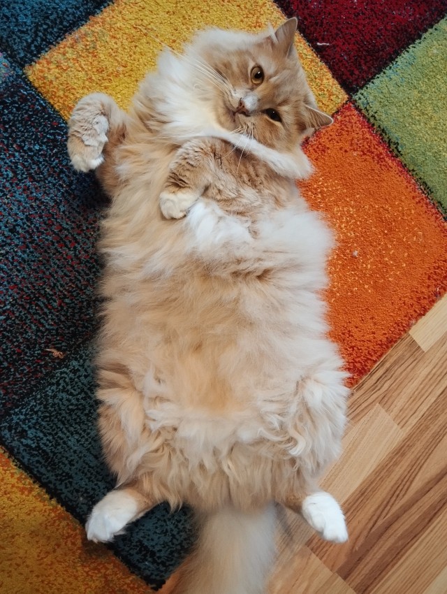 Мой будущий кот