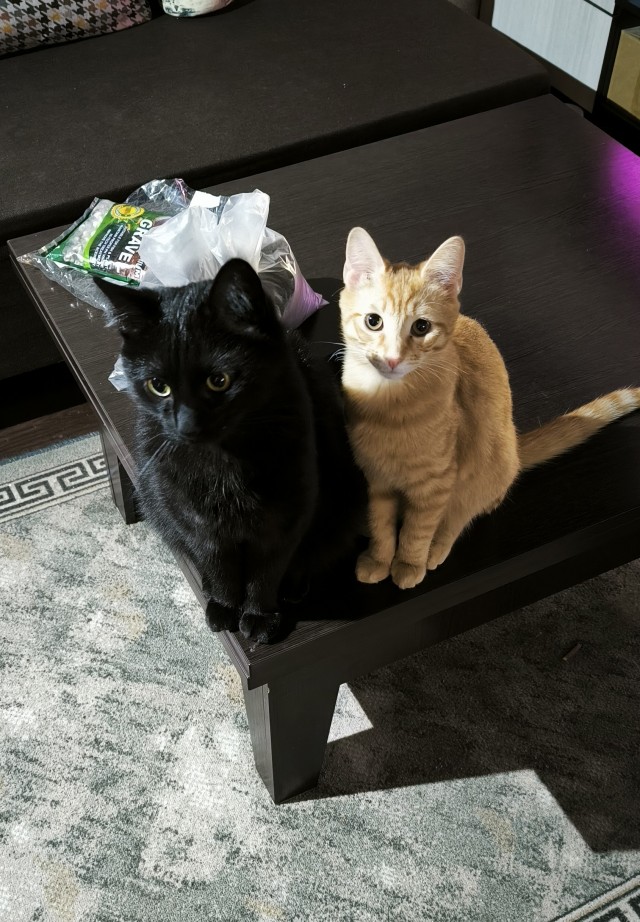 Котовторник же!