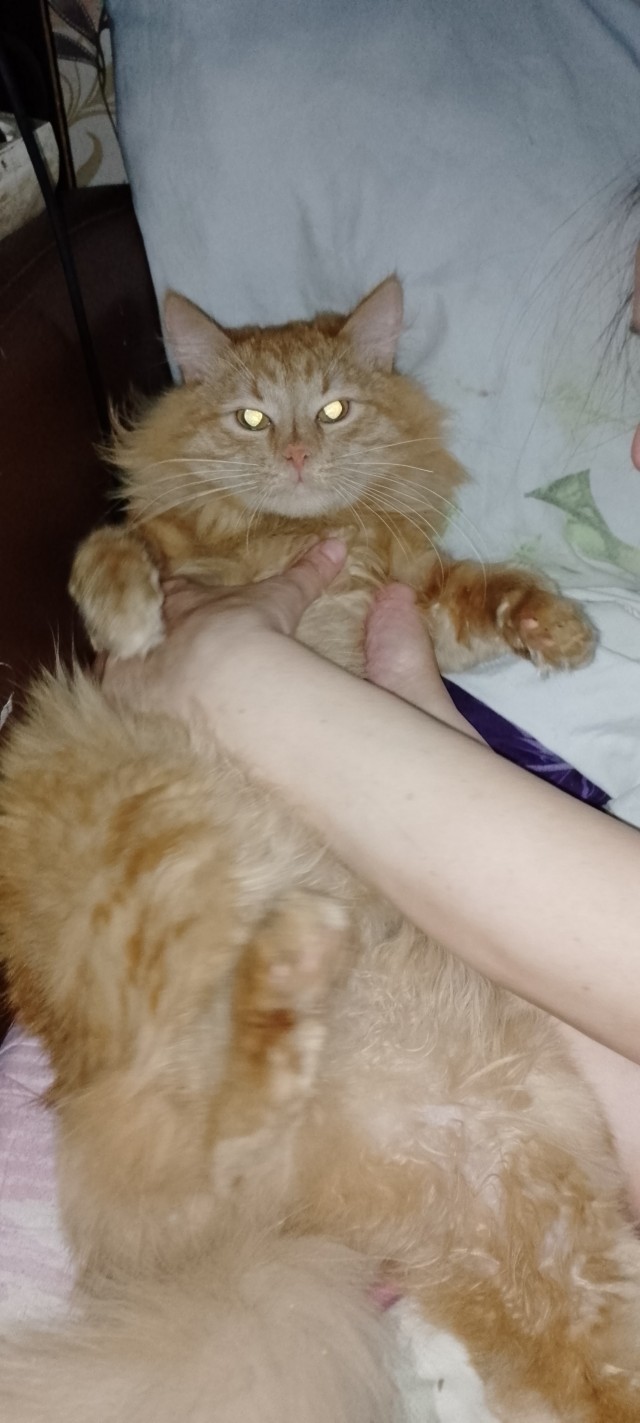 любитель котовторников