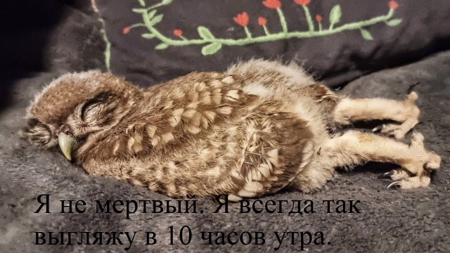 А вы сова или жаворонок?⁠⁠