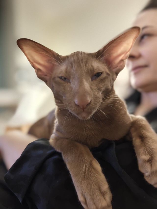 Ориентальный кот