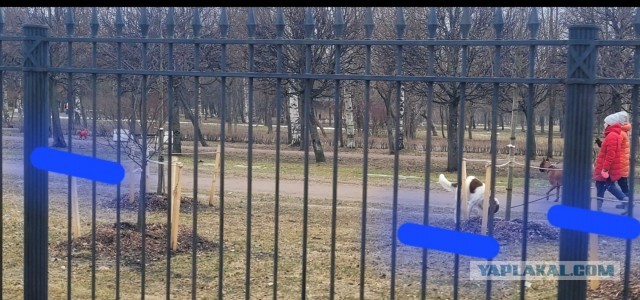 В одном из столичных магазинов живет боевая кошка Ларка, которая держит в страхе всех собак