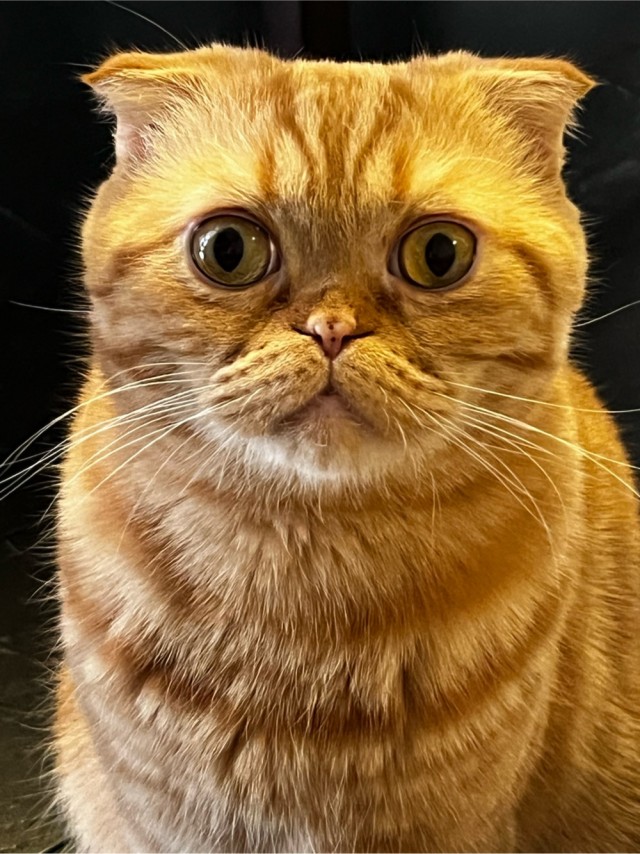 Наши коты