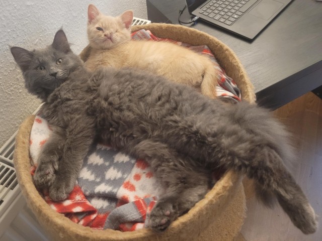 Необычный котёнок Бенни и его друзья