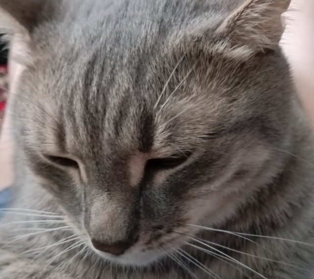 Подборка кошачьих, которые стали никому не нужны