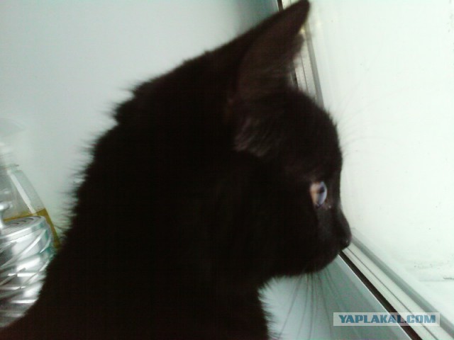 Котовторник 25.02.2014