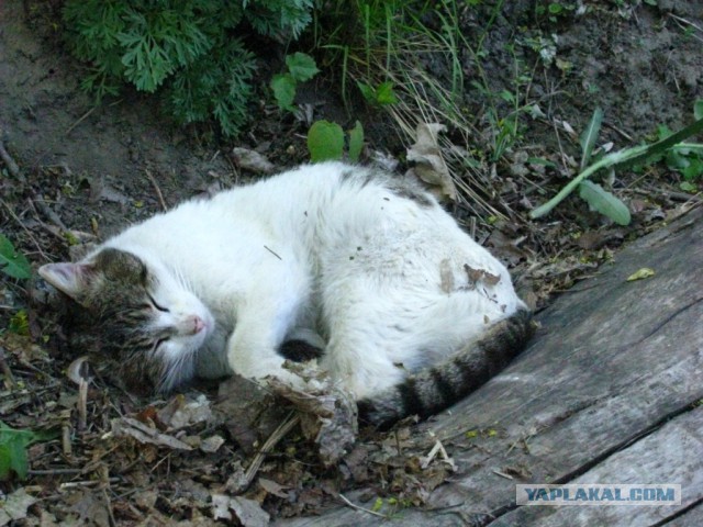 С Котовторником!