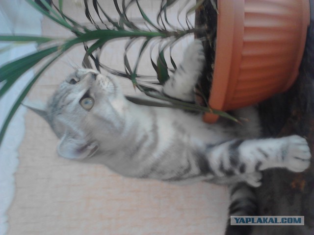 Котовторник 12.08.2014