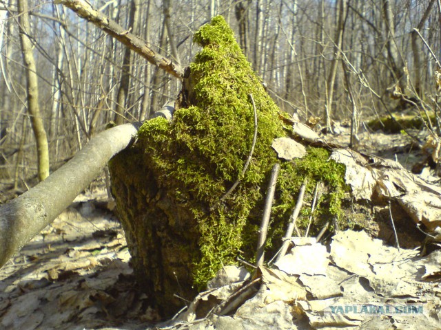 15 любительских фотографий