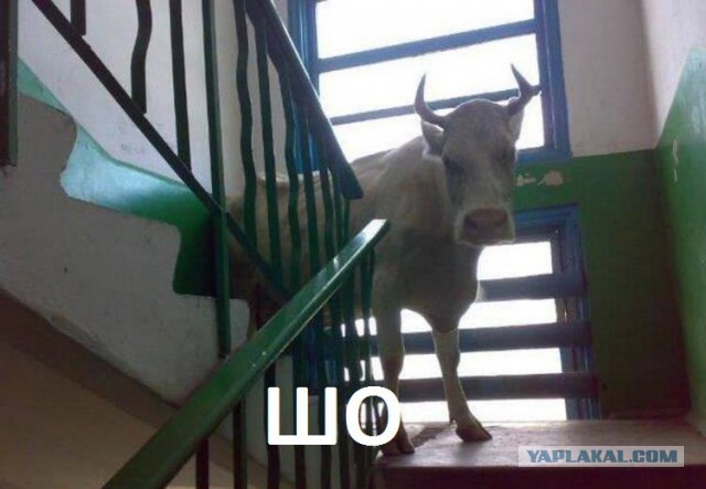 Обращение россиян к миру