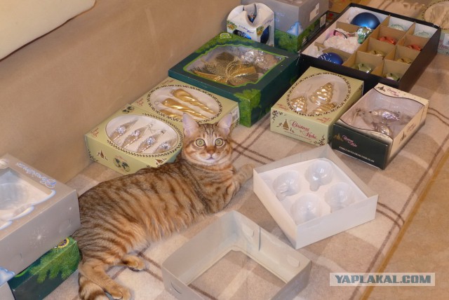 Котовторник 30.12.2014