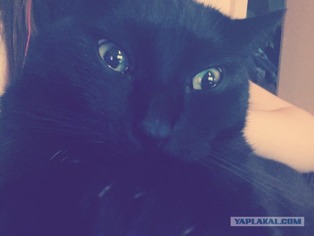 Коты, постигшие искусство сон-фу.