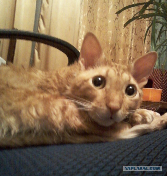 Котовторник
