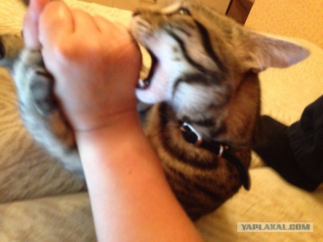 Котовторник 07 04 2015