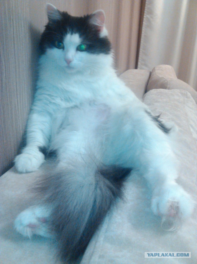 Котовторник